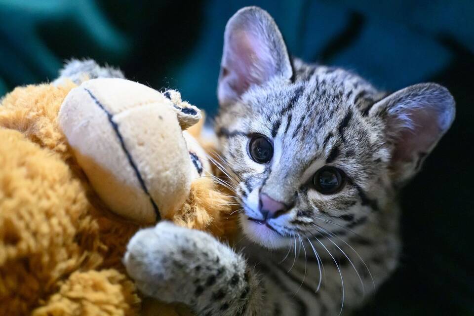 Baby-Salzkatze im Zoo der Minis Baby-Salzkatze im Zoo der Minis