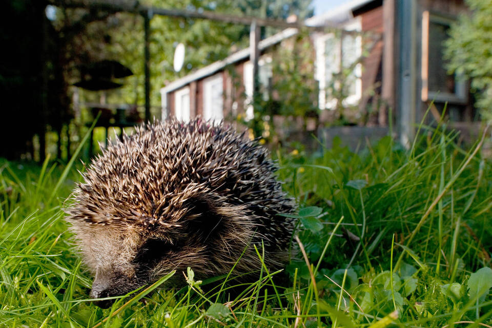 Bei Aufräumarbeiten im Garten im Herbst an Igel denken