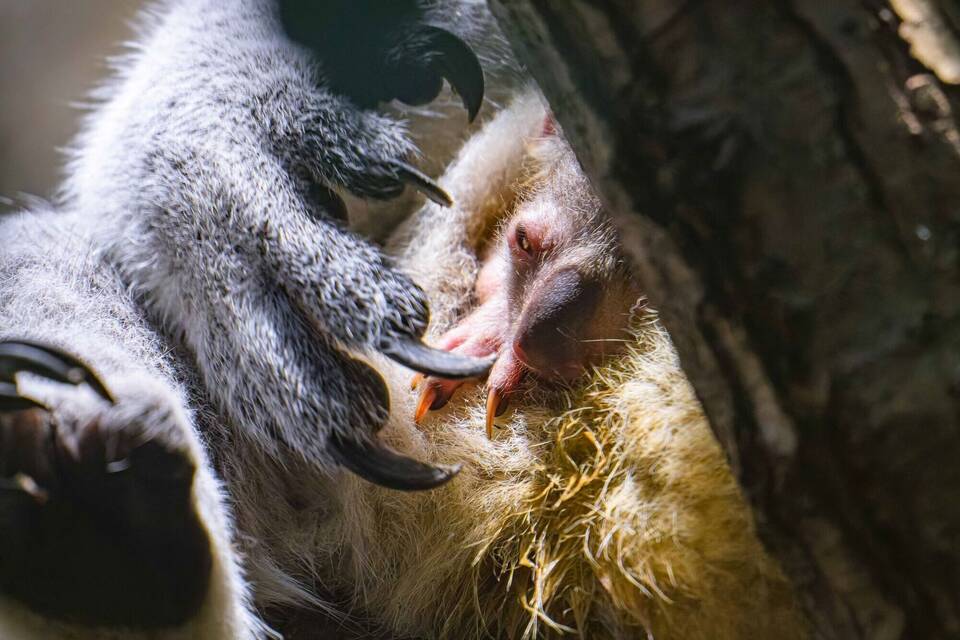 Nach Koala-Drama wieder Nachwuchs im Duisburger Zoo Nach Koala-Drama wieder Nachwuchs im Duisburger Zoo