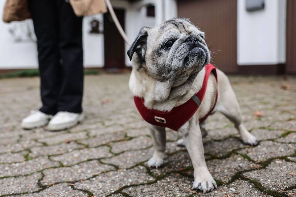 Demenz bei Haustieren - Mops Olli Demenz bei Haustieren - Mops Olli