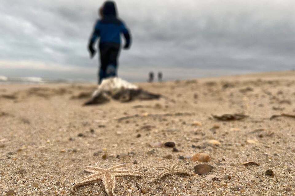 Sturm spült große Mengen Seesterne auf Sylter Strand Sturm spült große Mengen Seesterne auf Sylter Strand