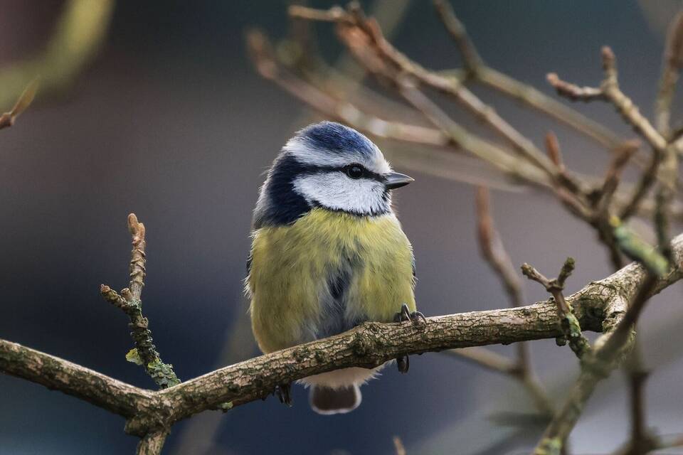 Wintervögel - Meise