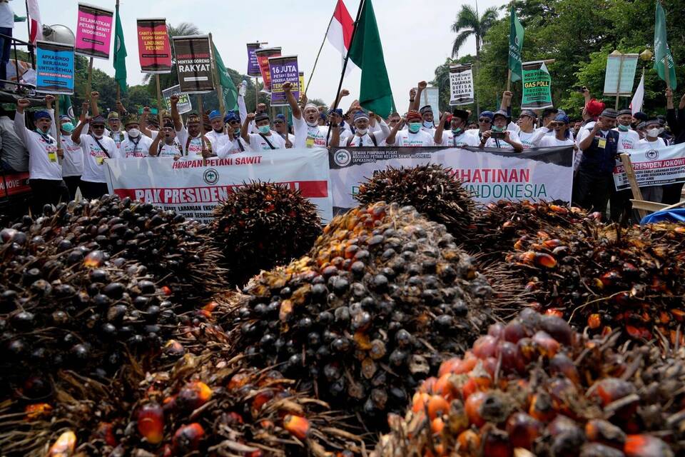 Protest gegen Palmöl-Exportverbot in Indonesien Protest gegen Palmöl-Exportverbot in Indonesien
