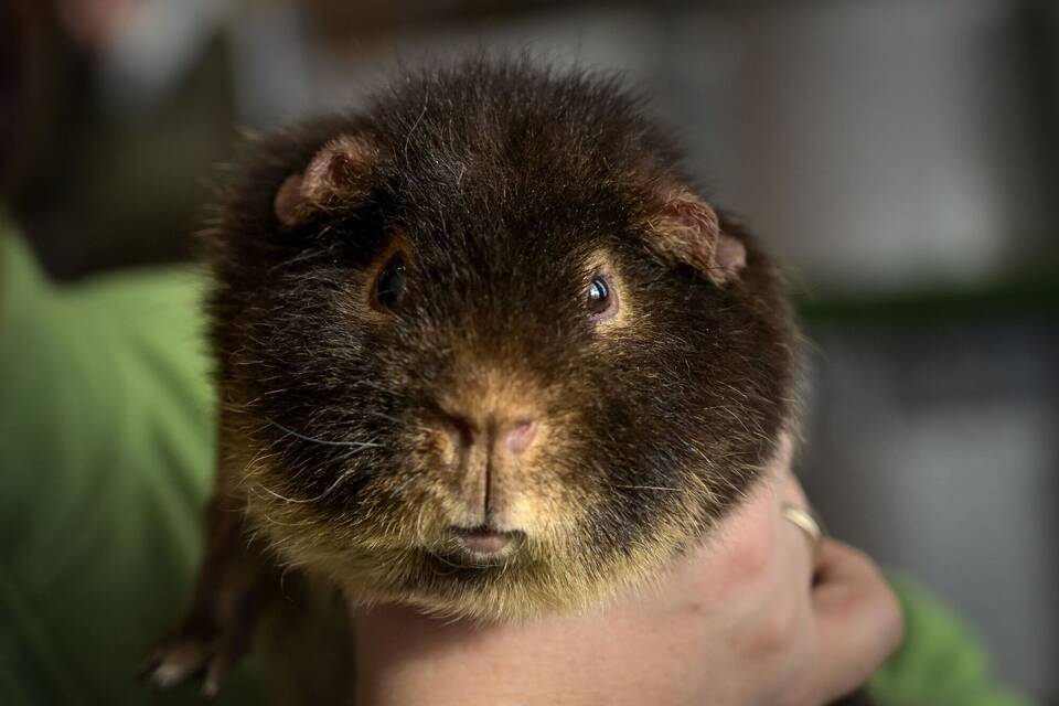 Landesausstellung der Meerschweinchenfreunde Landesausstellung der Meerschweinchenfreunde