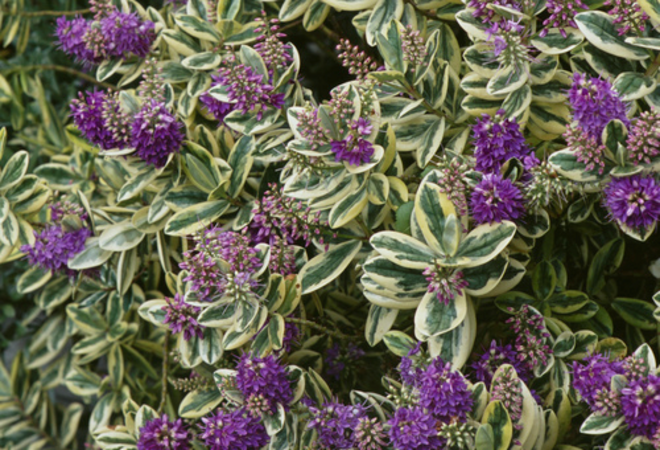 Neuseelands Schoner Export Die Strauchveronika Im Garten Haus