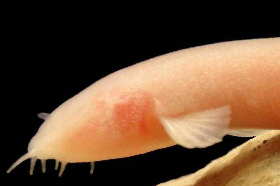 Blindfisch entdeckt