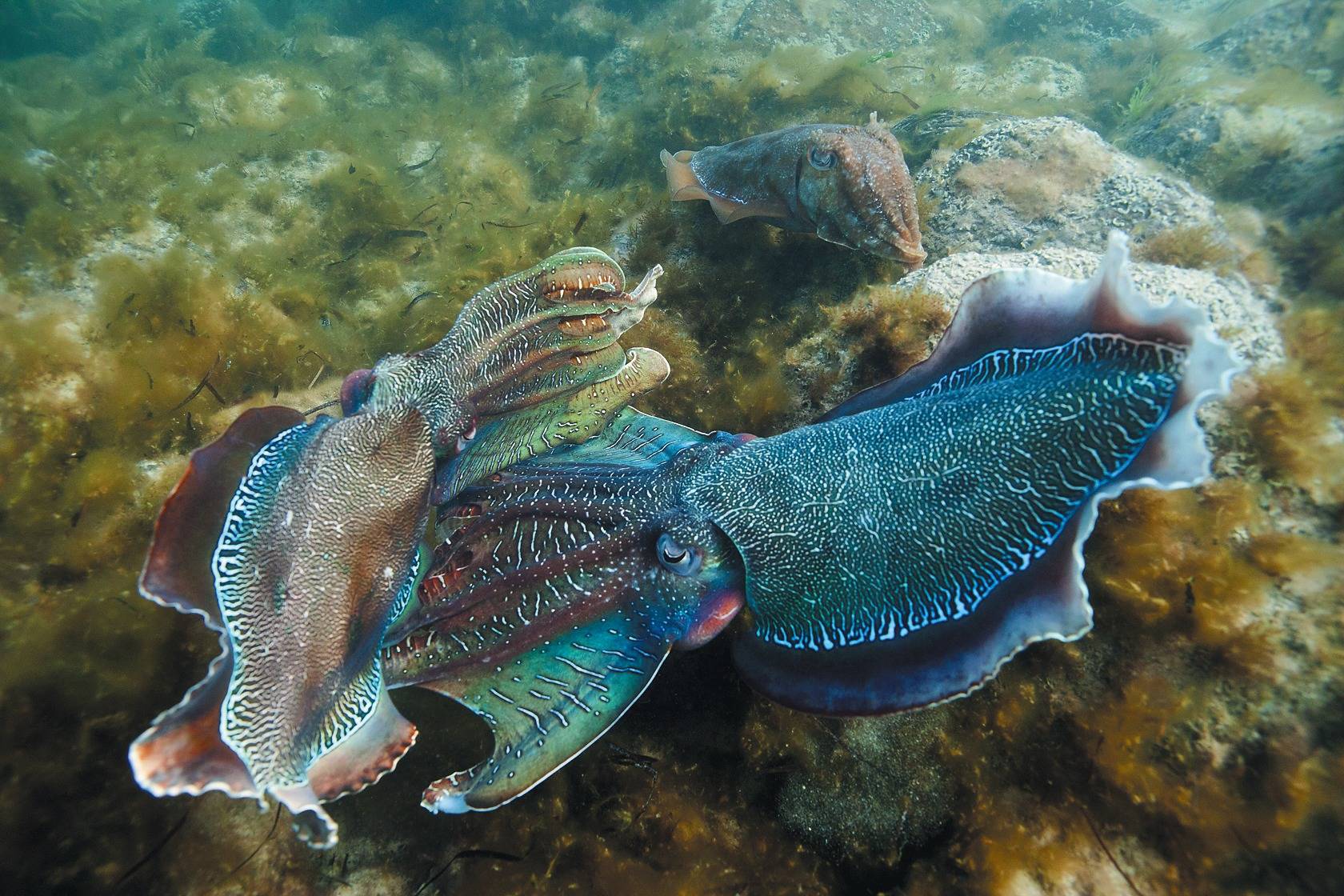 Bluffen ist Tintenfischen fremd - Wissenschaft Regional - RNZ