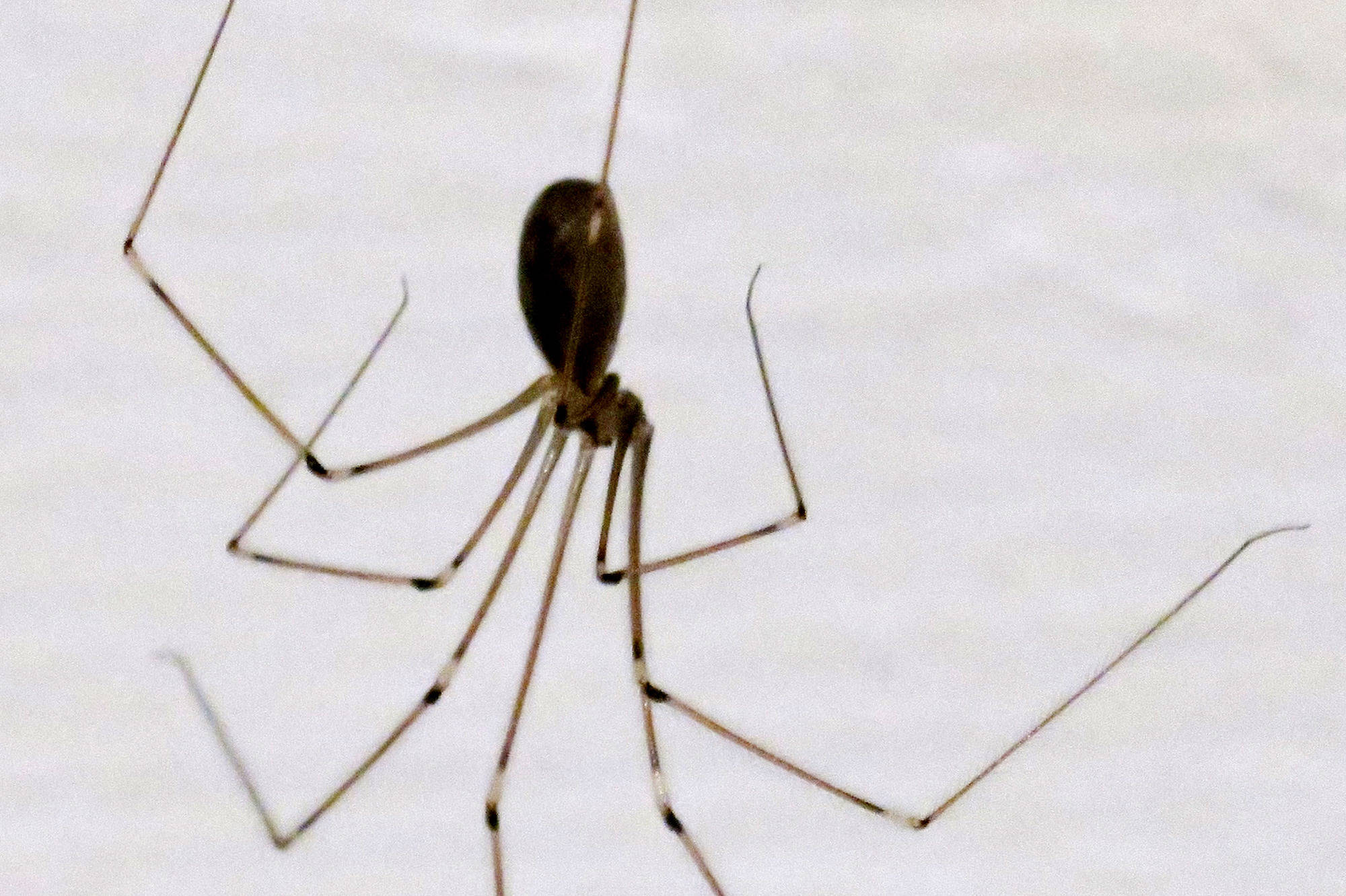 29+ nett Foto Wie Kommen Spinnen Ins Haus Tipps Gegen