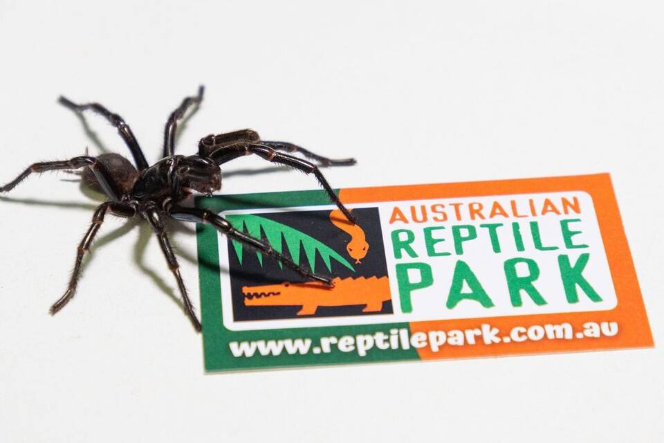 Neue Art bestimmt - Newcastle-Trichternetzspinne Neue Art bestimmt - Newcastle-Trichternetzspinne
