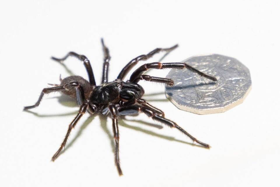 Trichternetzspinne Trichternetzspinne