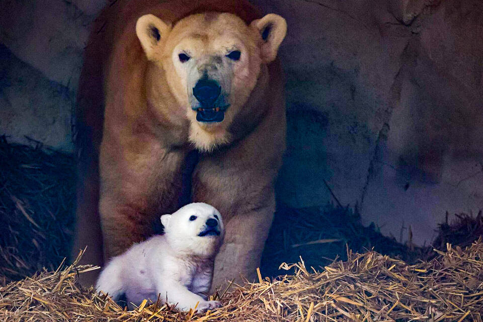 Eisbärnachwuchs im Karlsruher Zoo Eisbärnachwuchs im Karlsruher Zoo