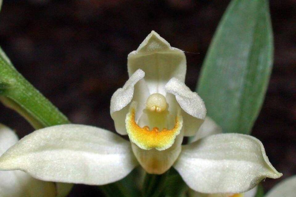 Orchidee des Jahres 2017 Orchidee des Jahres 2017