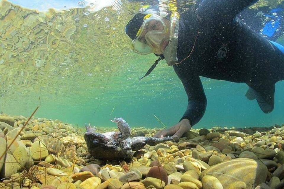 Toter «Giganten»-Frosch im Titicacasee Toter «Giganten»-Frosch im Titicacasee