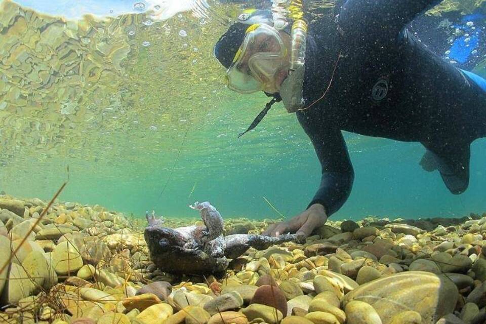 Toter «Giganten»-Frosch im Titicacasee