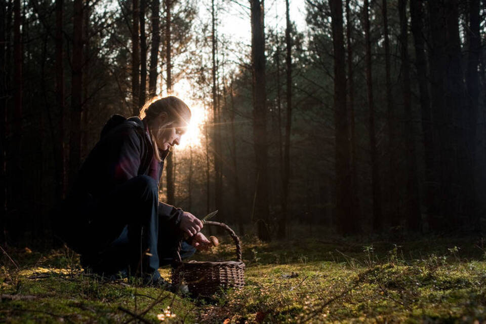 Wilde Pflanzen und Tiere: Aus dem heimischen Wald in die eigene Küche