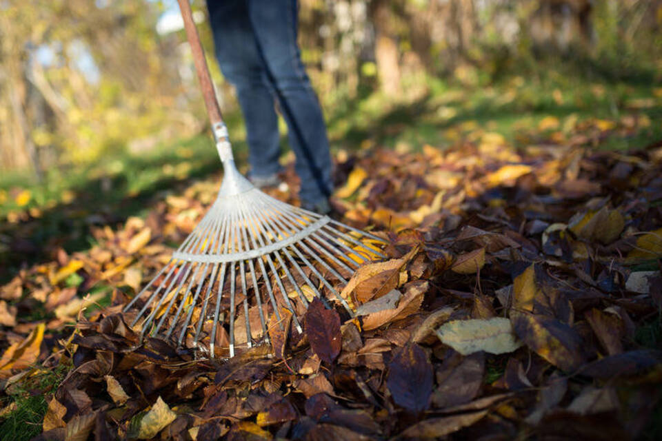 Im Garten verwerten statt wegwerfen: Wohin mit dem Laub im Herbst? Im Garten verwerten statt wegwerfen: Wohin mit dem Laub im Herbst?