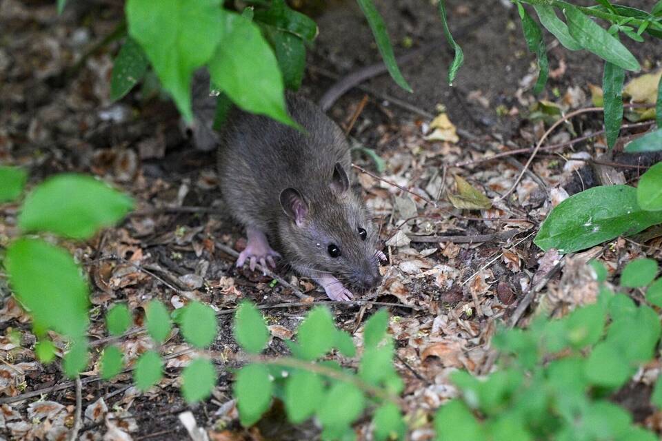Ratten