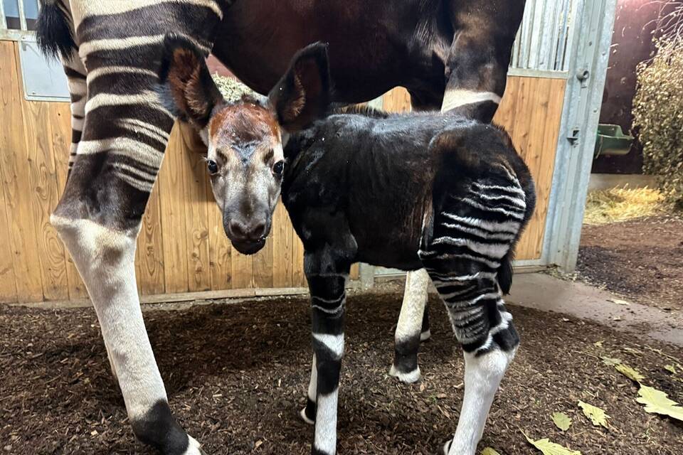 Okapi-Nachwuchs Okapi-Nachwuchs
