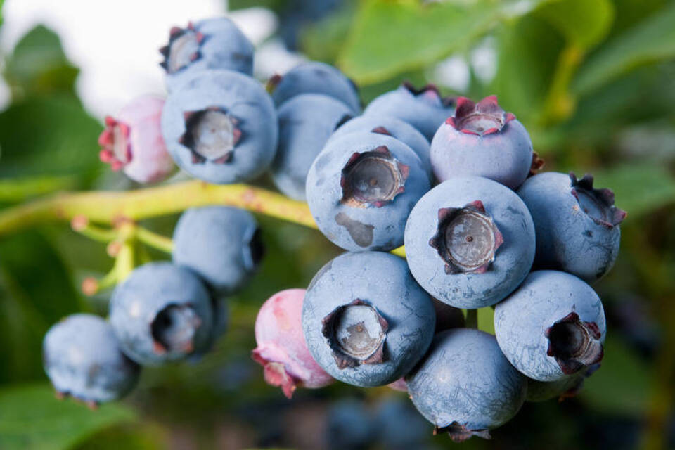 Die gesunde Aufzucht ist entscheidend: Was Superfood super macht Die gesunde Aufzucht ist entscheidend: Was Superfood super macht