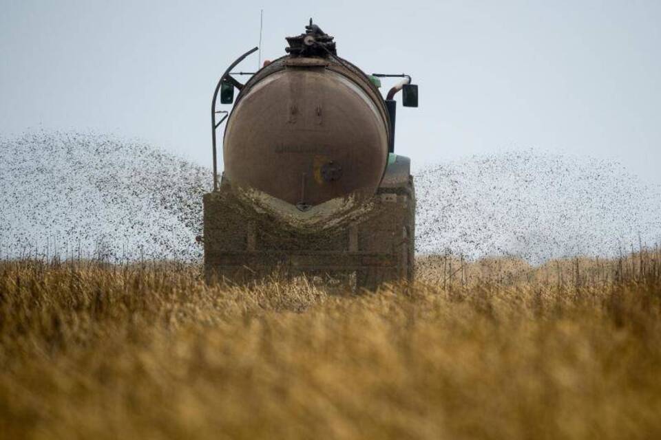 Gülle in der Landwirtschaft