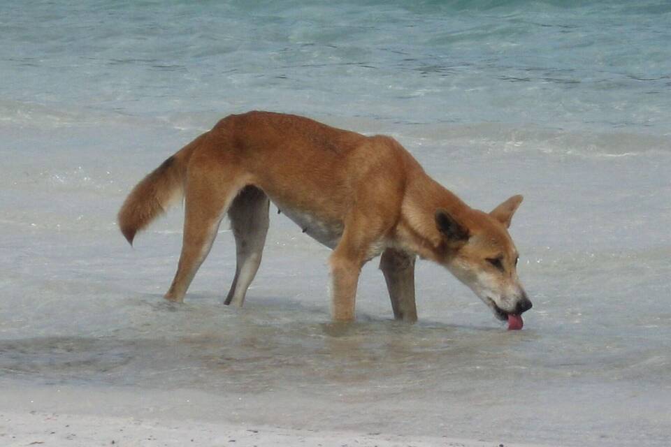 Dingo-Angriffe in Australien Dingo-Angriffe in Australien