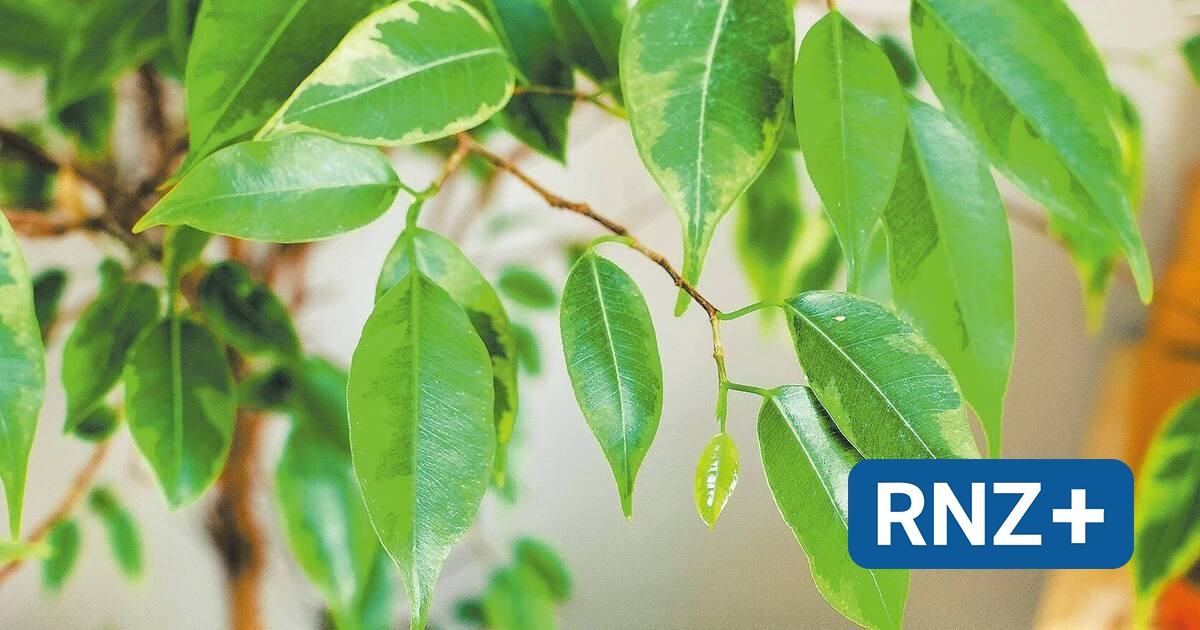 Ficus braucht viel Licht Verbraucherseite der RheinNeckarZeitung