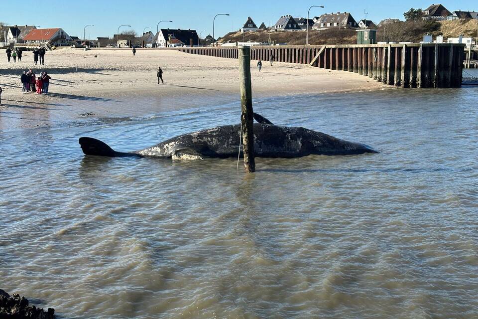 Toter Pottwal vor Sylt Toter Pottwal vor Sylt