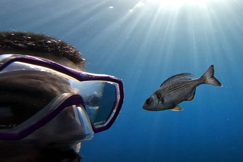 Fische können Menschen unterscheiden