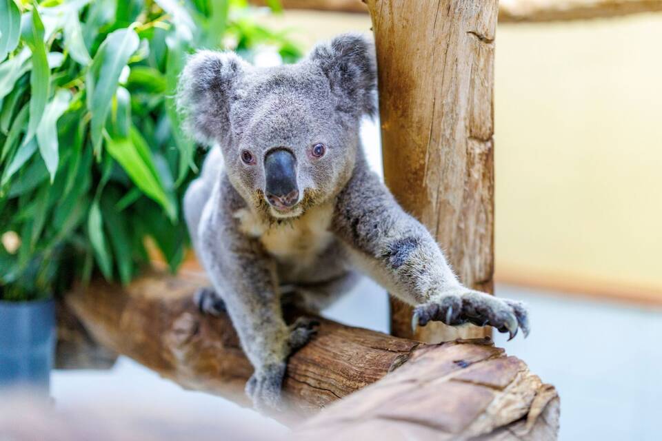 Koala Irwin Koala Irwin