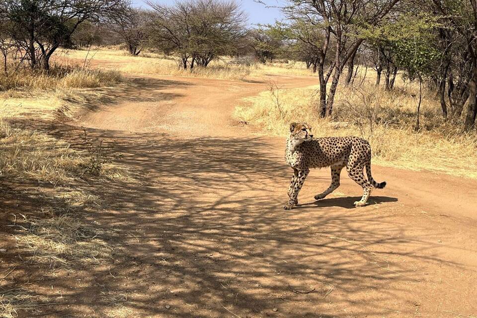 Gepard in Namibia