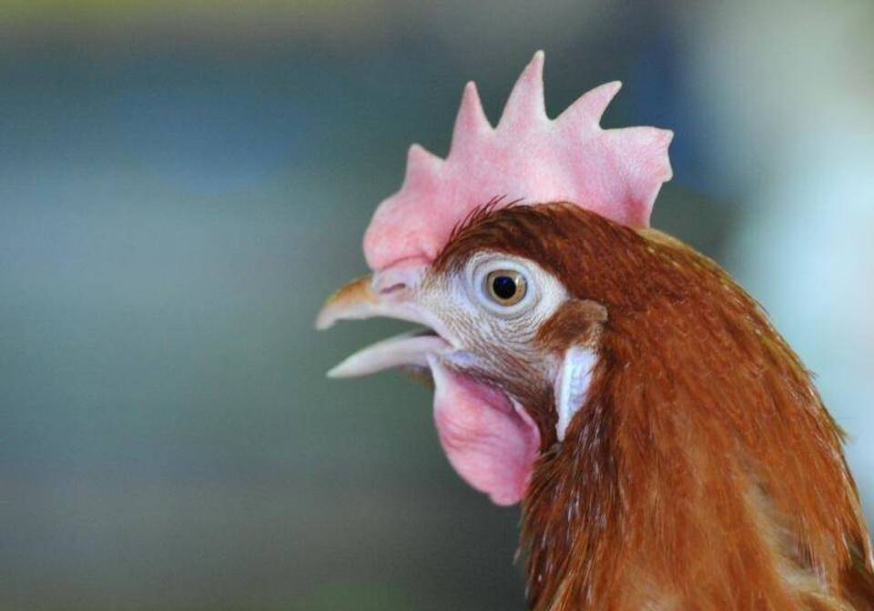 Huhn Huhn