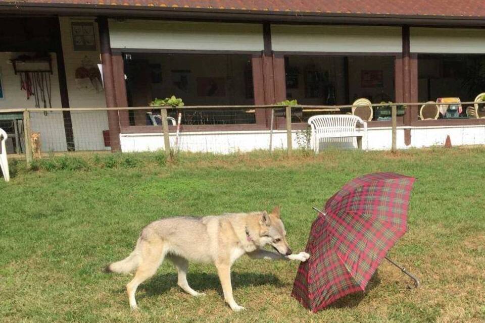 Das Gedächtnis von Hunden