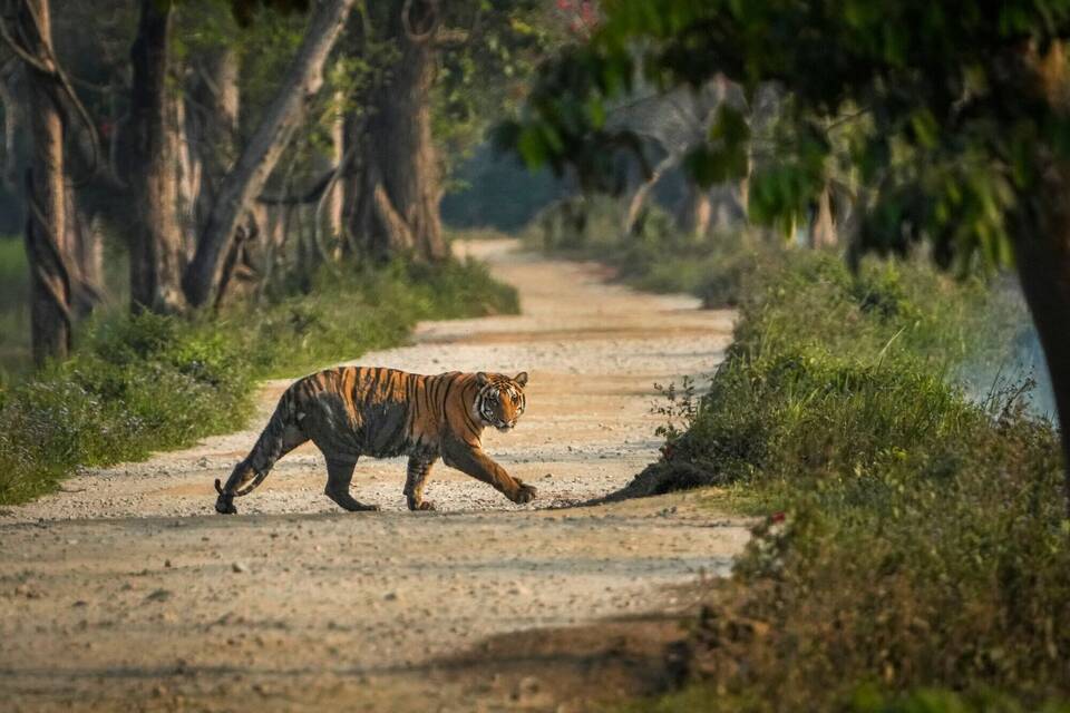 Wildtiere in Indien Wildtiere in Indien