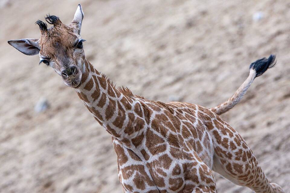 Giraffen-Nachwuchs im Zoo Giraffen-Nachwuchs im Zoo