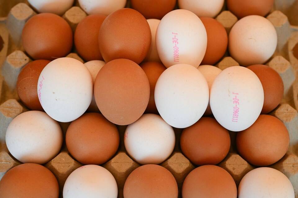Eier Eier