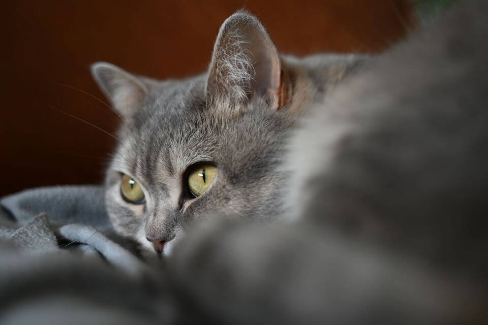Katze