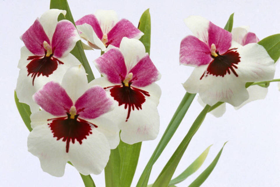 Das doppelte Lottchen: Die Orchideen Miltonia und Miltoniopsis Das doppelte Lottchen: Die Orchideen Miltonia und Miltoniopsis