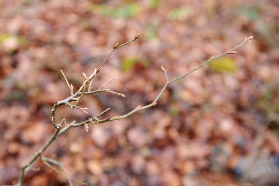 Schäden in den Wäldern durch Wildverbiss Schäden in den Wäldern durch Wildverbiss