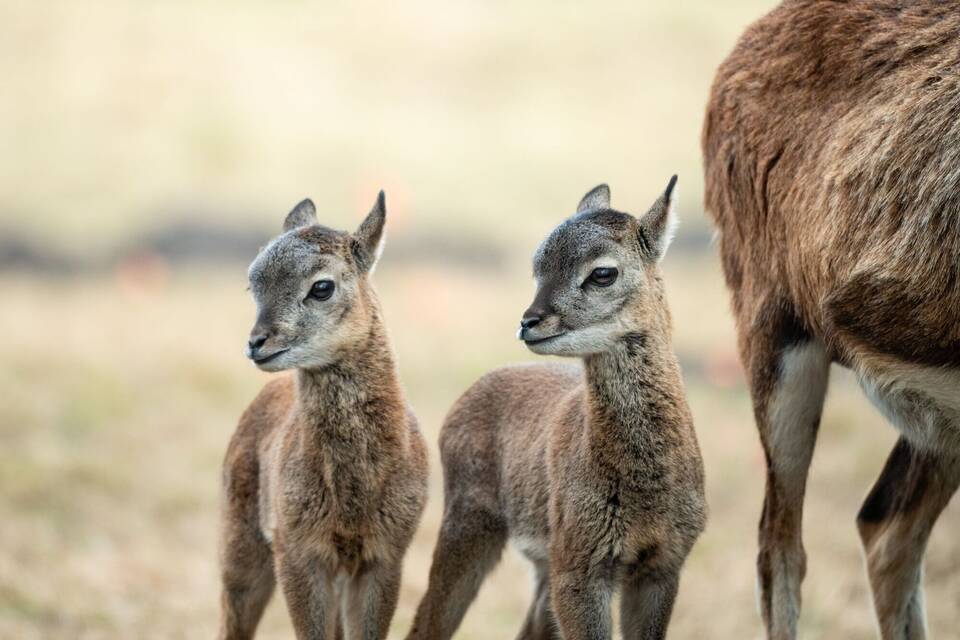 Mufflon-Nachwuchs im Wildgehege