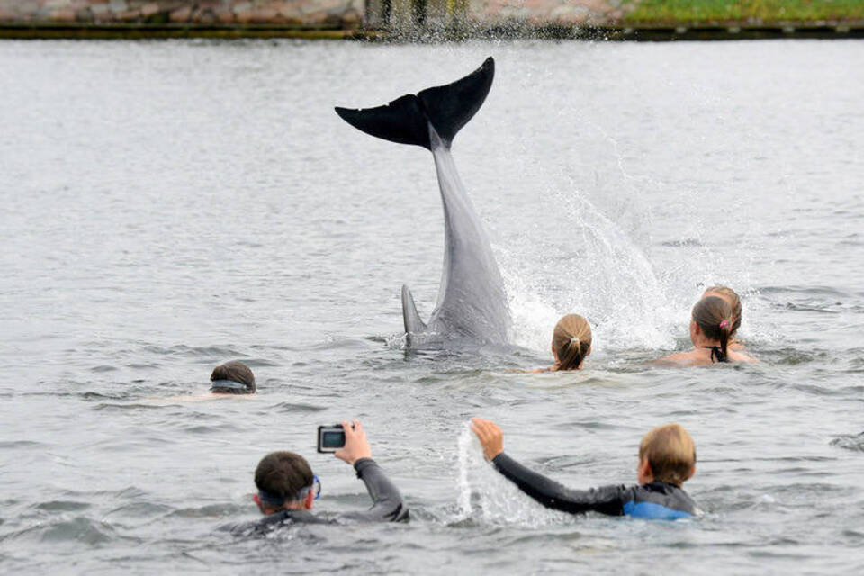 Das Jahr der Meeressäuger: «Selfie», «Delfie» und viele tote Wale