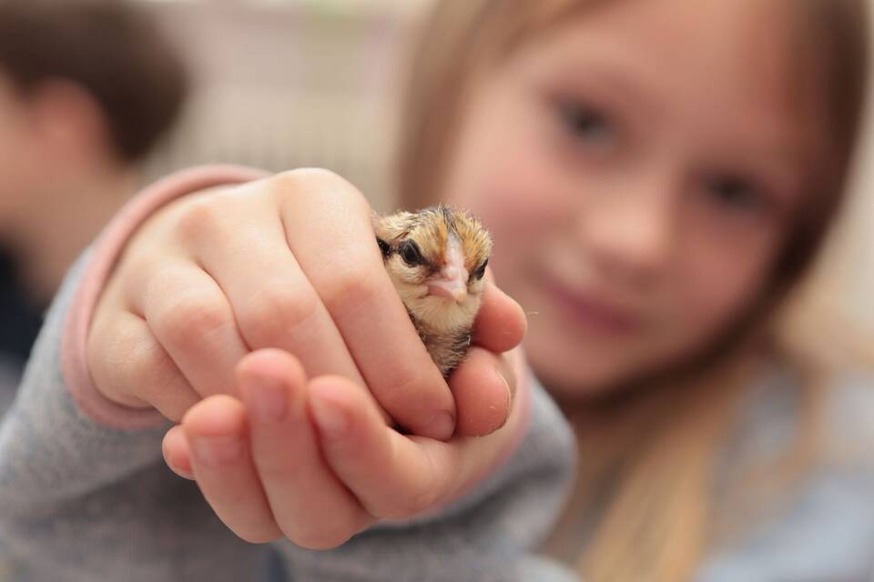 Osterküken schlüpfen Osterküken schlüpfen