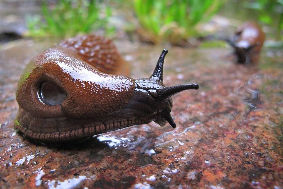 Spanische Wegschnecke Spanische Wegschnecke