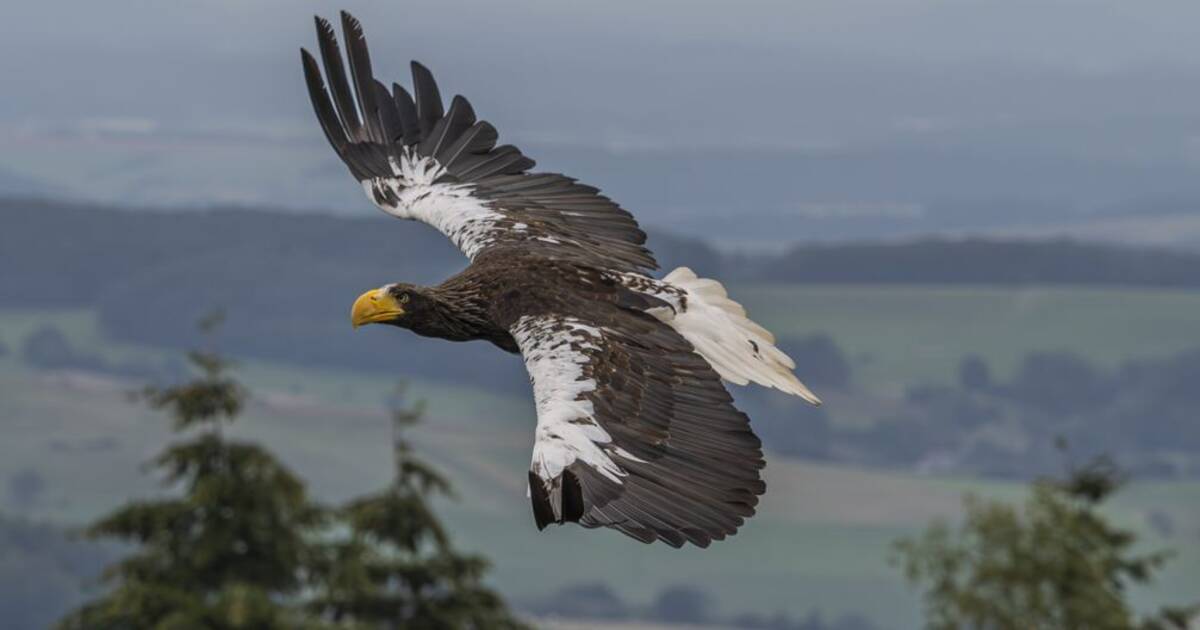 Wildpark und Greifvogelzoo Potzberg