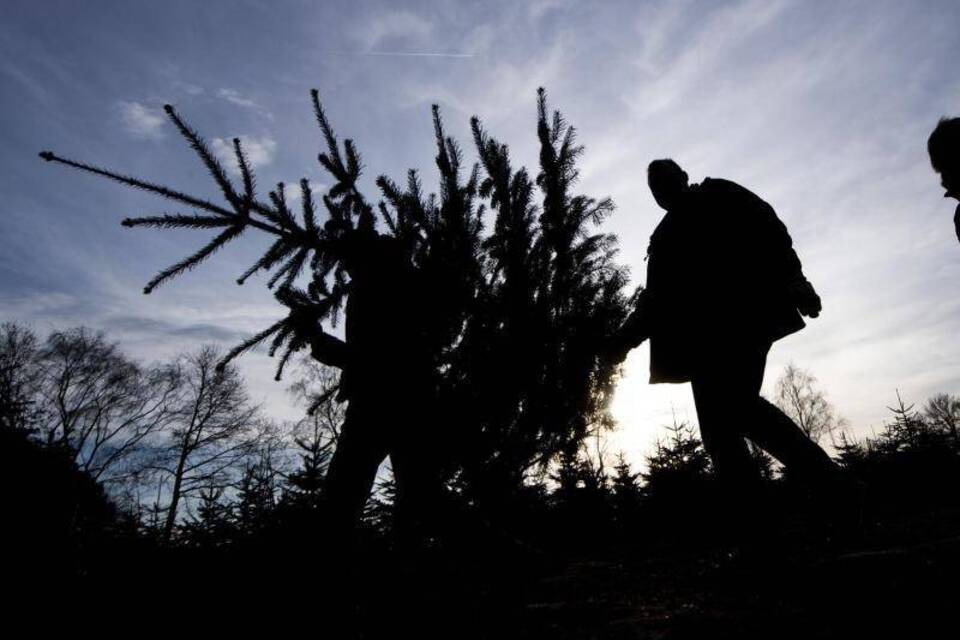 Weihnachtsbaum