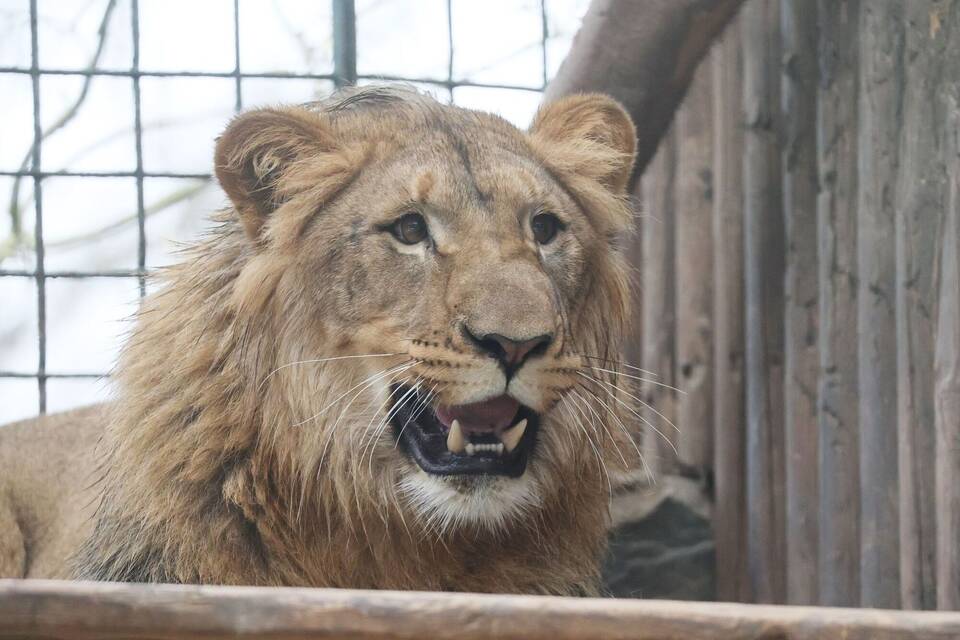 Neuer Löwe im Tierpark Gera angekommen Neuer Löwe im Tierpark Gera angekommen