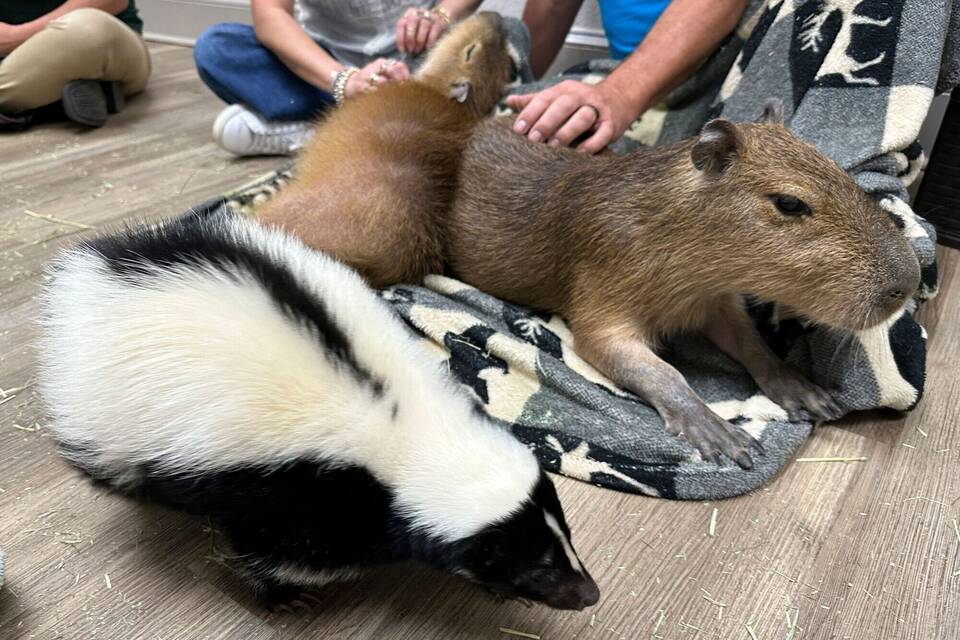 Capybara-Cafe Florida Capybara-Cafe Florida