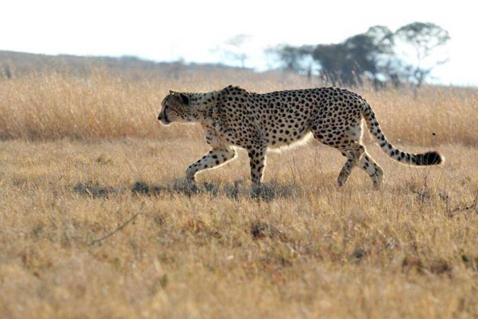 Gepard