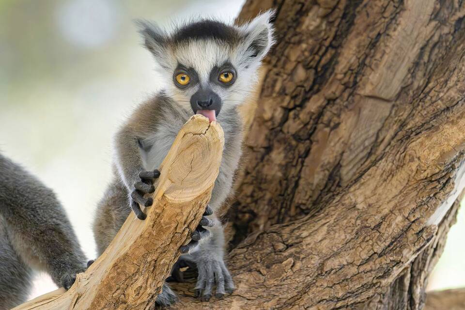 Kattas im Tiergarten Schönbrunn