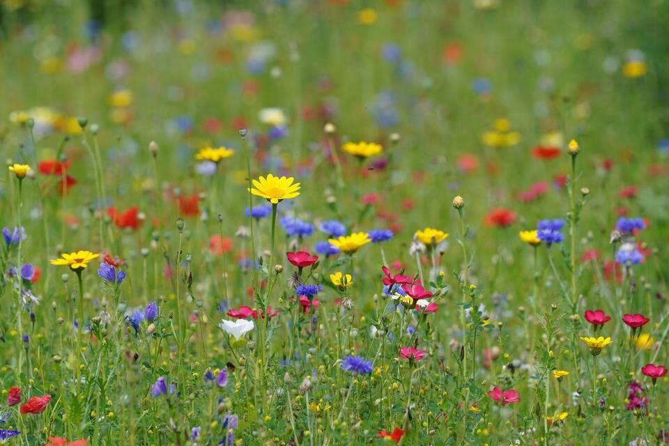 Wildblumenwiese Wildblumenwiese
