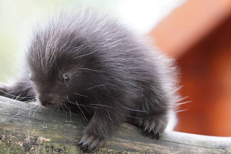 Erstmals Nachwuchs bei den Baumstachlern im Klever Tiergarten Erstmals Nachwuchs bei den Baumstachlern im Klever Tiergarten